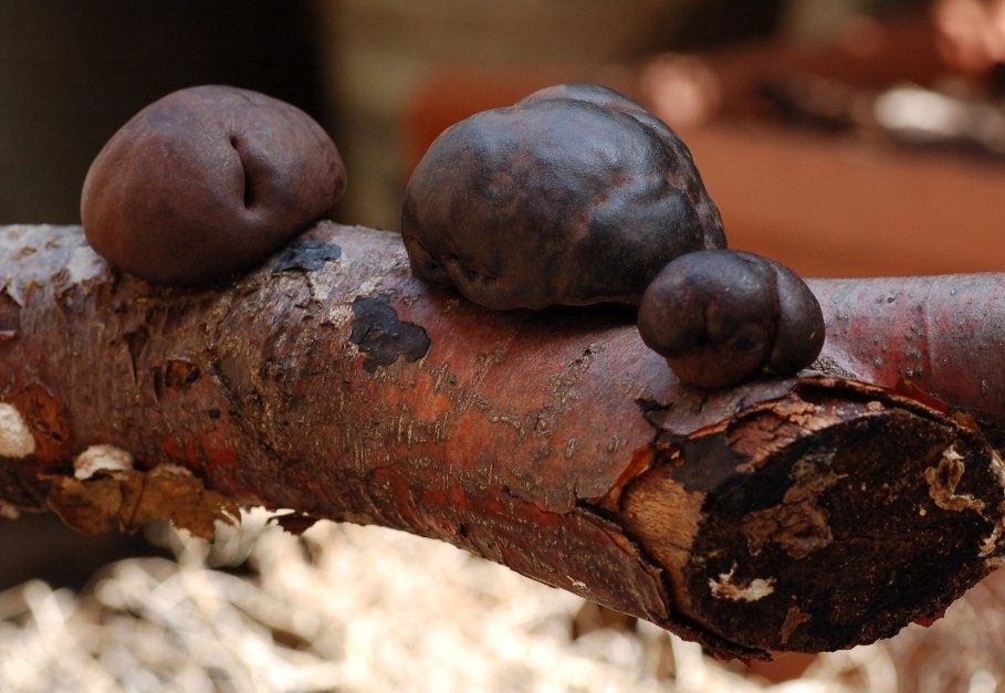 Giornata a San Rossore.